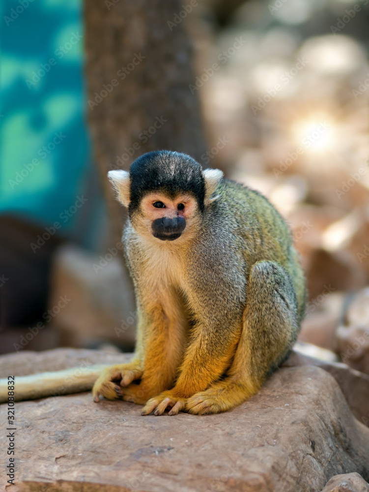 Obraz premium Young monkey in the zoo