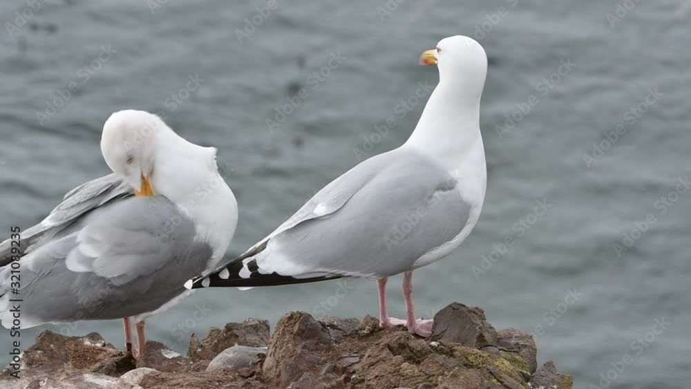 Two herring gulls (Larus argentatus) on rock of cliff top in spring, Scotland, UK Two herring gulls (Larus argentatus) on rock of cliff top in spring, Scotland, UK