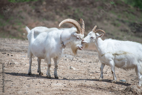 White goats grazing on stony ground plains near Bauska, Latvia.