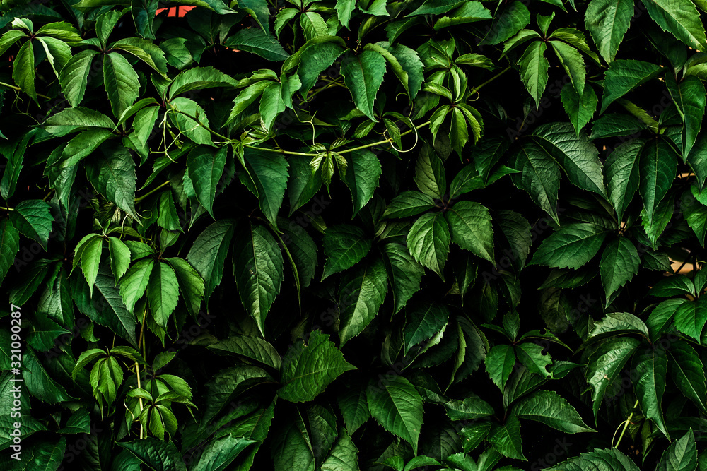 custom made wallpaper toronto digitalGreen leaves of wild grapes. Natural green background. The concept of the old summer garden.
