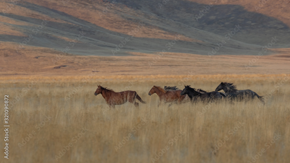 Wild Horses Running Across the Utah Desert in Fall Wild Horses Running Across the Utah Desert in Fall