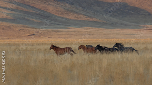 Wild Horses Running Across the Utah Desert in Fall