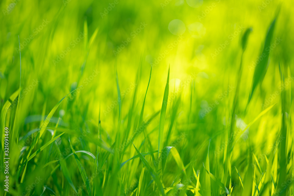 juicy green grass, beautiful background soft focus