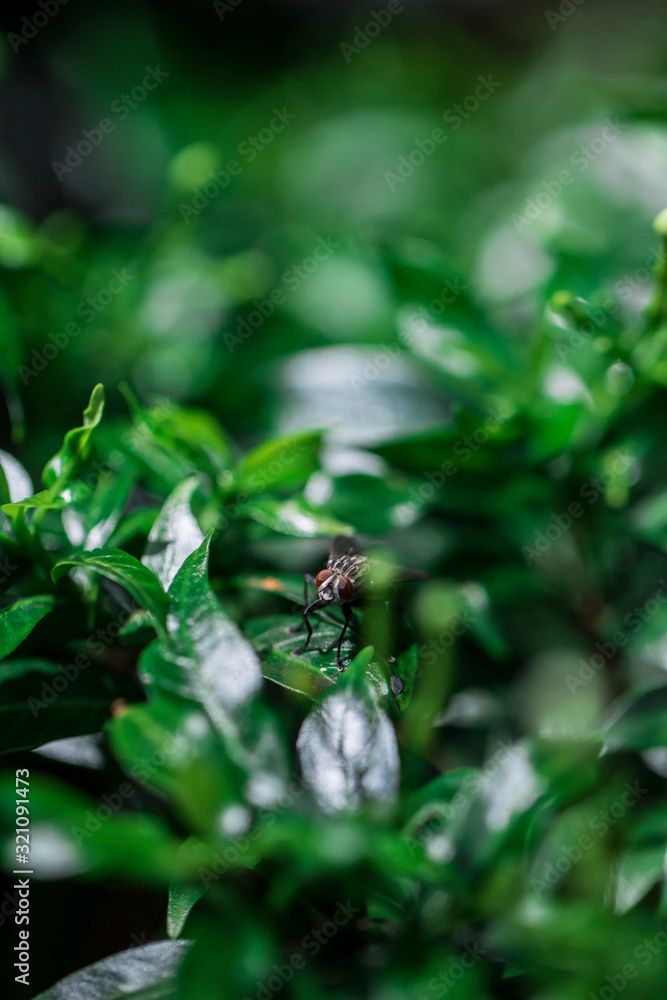 snap a fly that come and ripen on crepe Jasmine snap a fly that come and ripen on crepe Jasmine