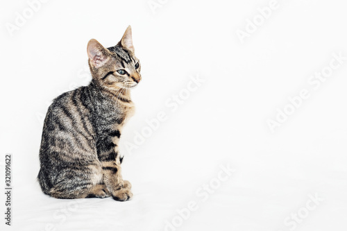 Young European Shorthair cat sitting on white background. © Iryna