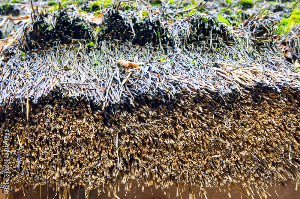 Obraz premium Thatched roof of an old rural house closeup shot. Background for natural ecological housing. Natural materials in construction.