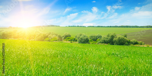 Green field, sunrise and blue sky. Wide photo.