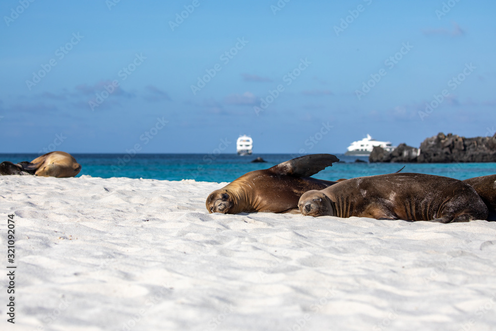 Fototapeta premium Sea lion on the beach in galapagos islands with boats behind