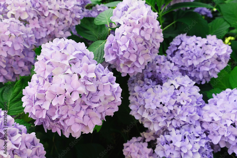 Beautiful hydrangea flowers blooming in the garden. Floral summer background.