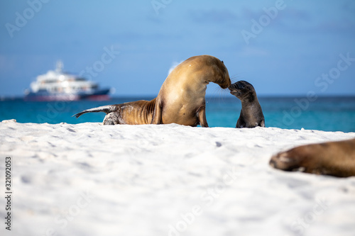 Fotografija Sea lion on the beach in galapagos islands with boats behind