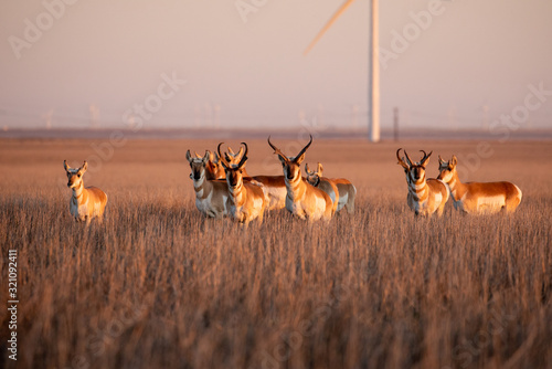 Pronghorn Herd on a sorghum field in a Wind Turbine park photo
