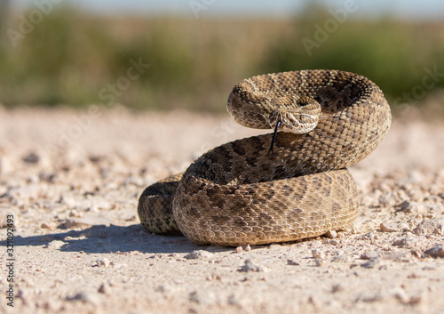 Texas rattlesnake curled up ready to attack