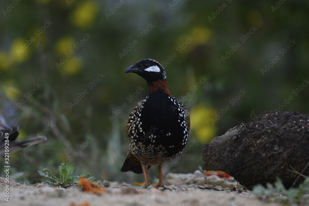 Fototapeta premium Indian Bird black Francolin (Francolinus francolinus) , captured in Sattal India