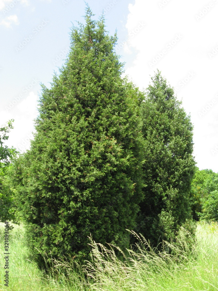 Fototapeta premium green tree isolated on white background