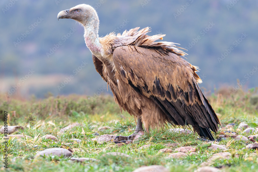 Griffon Vulture on top of Mountain Range Griffon Vulture on top of Mountain Range