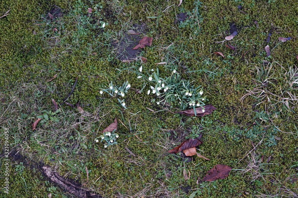 Schneeglöckchen auf einer Wiese von oben aufgenommen Schneeglöckchen auf einer Wiese von oben aufgenommen