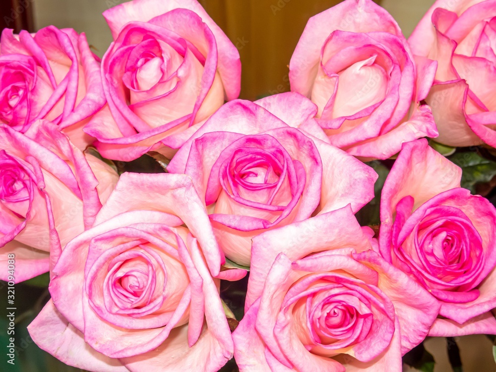 A bouquet of pink roses close-up as a gift.