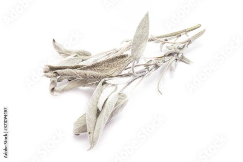  Sage isolated on white backgroumd photo