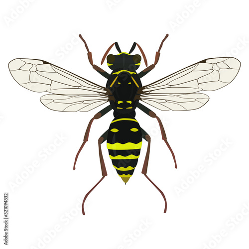 Wasp insect vector color drawing. A stinging insect, an insect pest. Flat design.