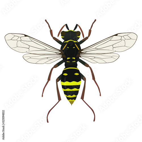 Wasp insect vector color drawing. A stinging insect, an insect pest. Flat design.