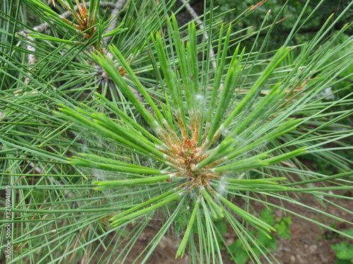 branch of a pine tree