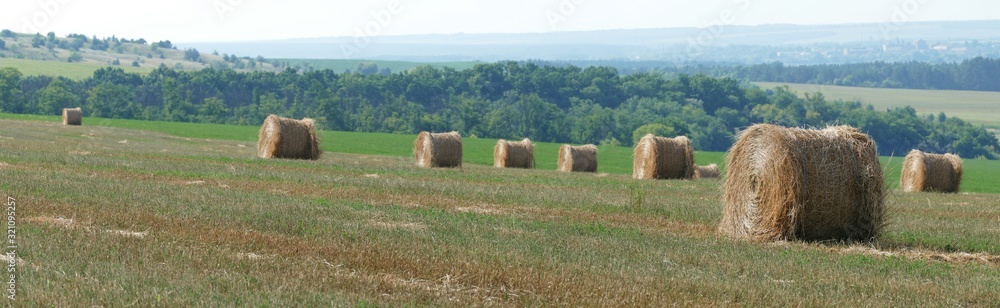 Harvesting Dry wheat. Hay bales in the field. Panorama of the countryside. Fertile land. Harvesting Dry wheat. Hay bales in the field. Panorama of the countryside. Fertile land.
