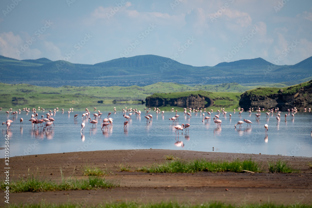 Fototapeta premium Pink lesser Flamingos at Lake Natron with volcano on background in Rift valley, Tanzania