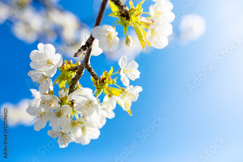 Blooming cherry branch on a Sunny day against a blue sky, spring card © Екатерина Переславце
