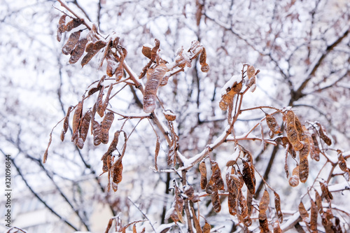 Winter background of branches