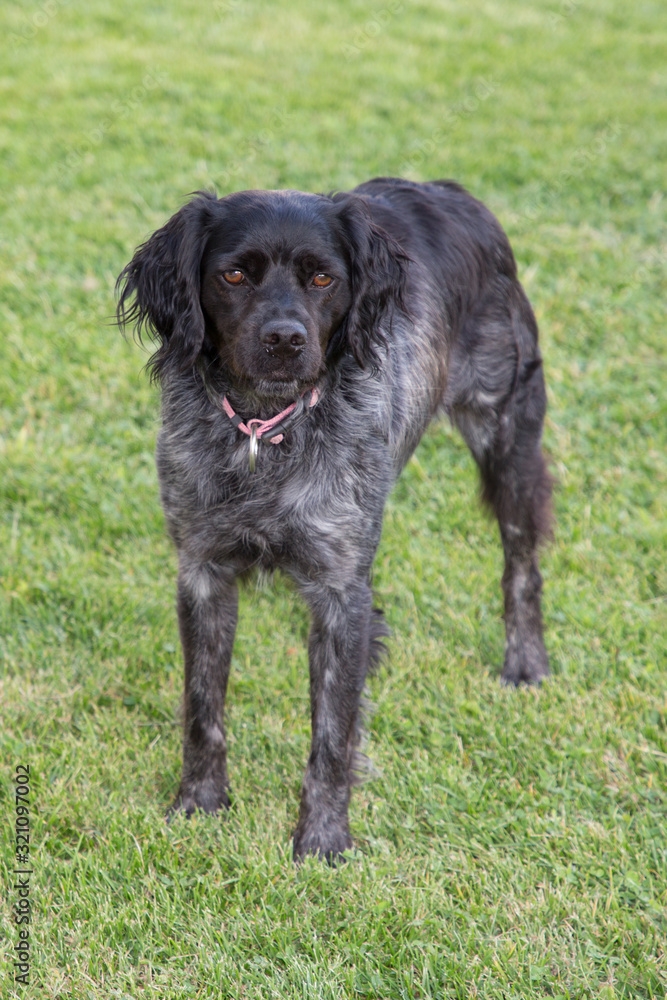 Portrait of cute black grey dog russian spaniel breed in green grass