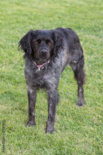 Fototapeta Naklejka Na Ścianę i Meble -  Portrait of cute black grey dog russian spaniel breed in green grass