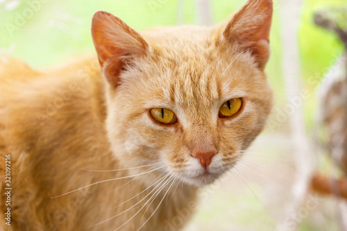 Portrait of a cute red cat in nature