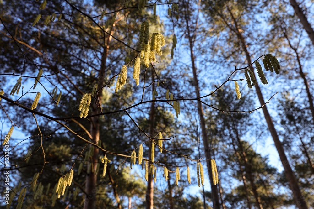Obraz premium branch with hazelnut pollen