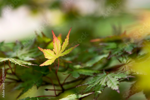 Pink Edged Japanese Maple Leaf photo