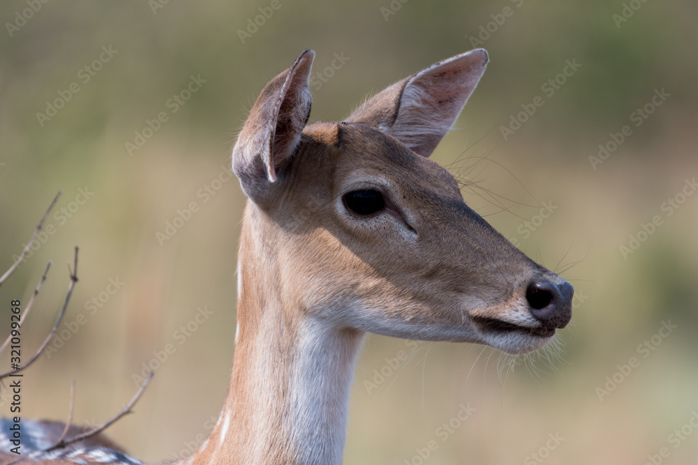portrait of a deer