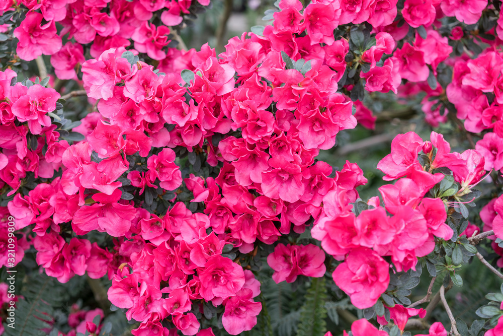 red azalea, gardening concept, bush of blooming azalea, background for a card. Spring flowers red azalea, gardening concept, bush of blooming azalea, background for a card. Spring flowers