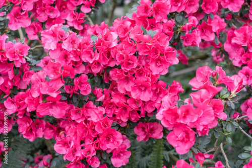 red azalea, gardening concept, bush of blooming azalea, background for a card. Spring flowers © jollier_