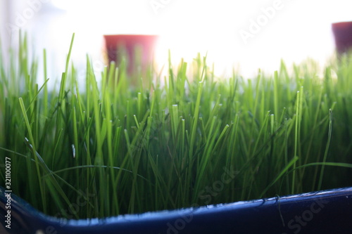 Grass in Blue Pot