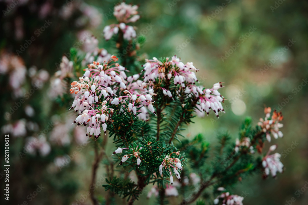 Pink rosemary flowers in soft colors Pink rosemary flowers in soft colors