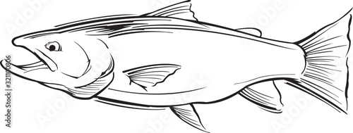 Salmon