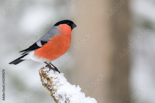 Fotografia Eurasian bullfinch