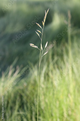 Grass Standing Tall