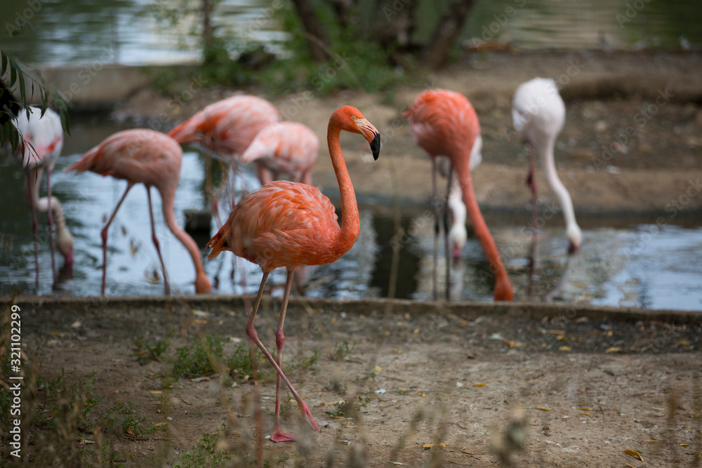 A flock of pink flamingos on the lake A flock of pink flamingos on the lake