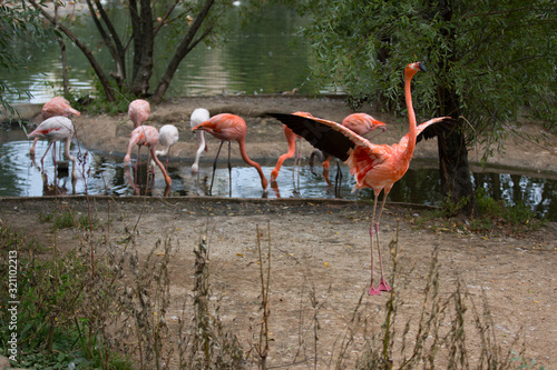 A flock of pink flamingos on the lake photo