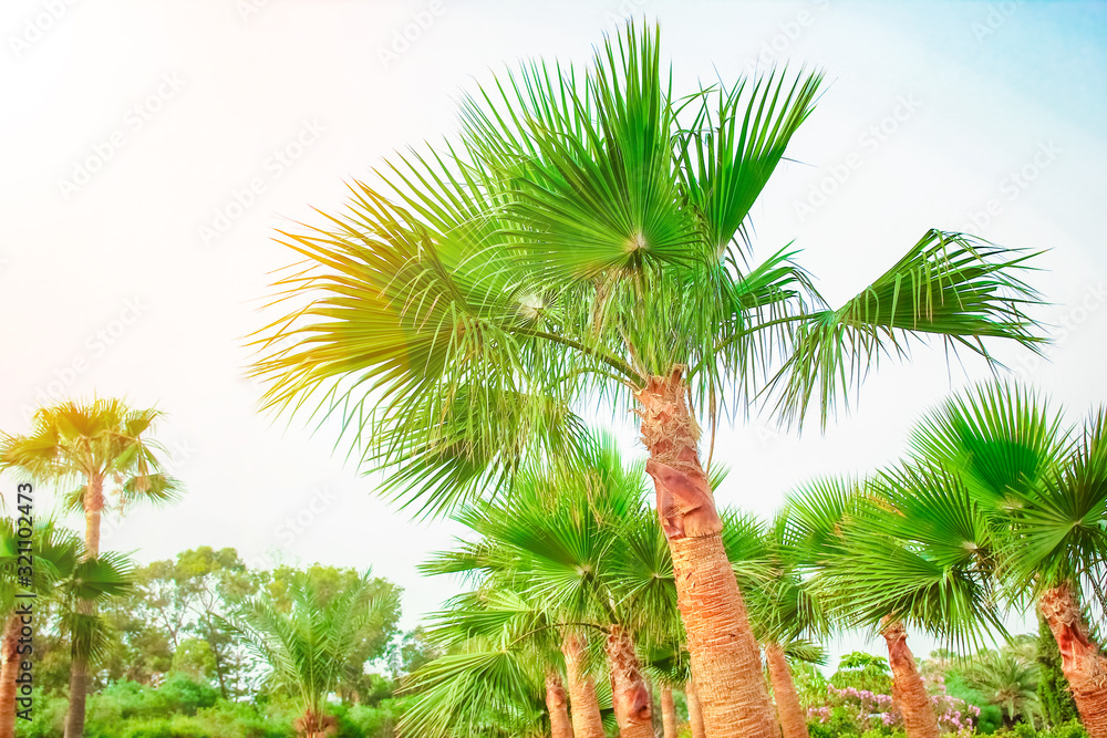 Fototapeta premium palm tree on the nature by the sea pool background