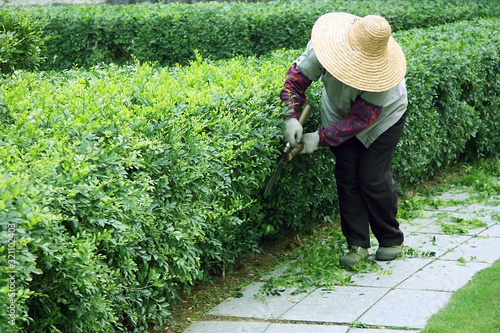  A Chinese woman works in a park, cuts green bushes with scissors. photo