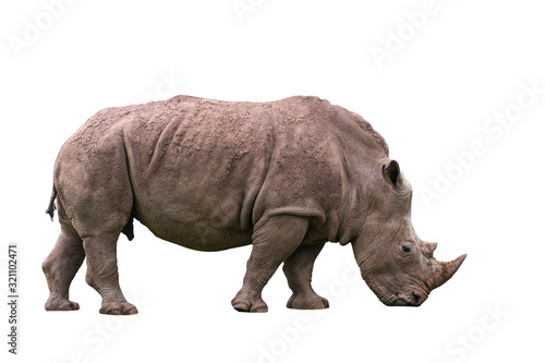 African white rhino   Square-lipped rhinoceros  Ceratotherium simum  female against white background
