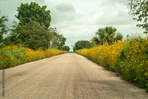 Road across field covered with yellow flowers