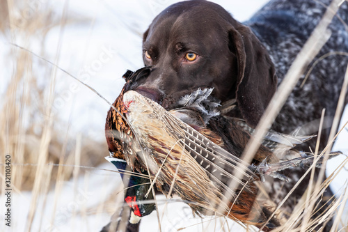 Pheasant Hunting German Shorthaired Pointer