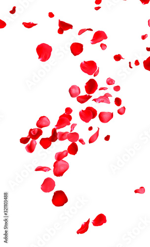 Flying fresh red rose petals on white background